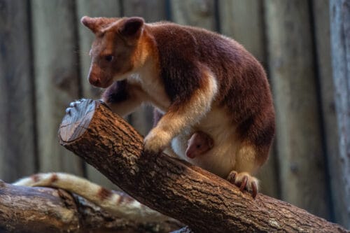 Sous quel nom est aussi connu l’animal nommé dendrolague qui habite dans les forêts tropicales de Nouvelle-Guinée ? 