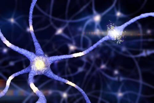 Le vieillissement du cerveau lui fait perdre chaque jour des neurones. Vrai ou faux ? 