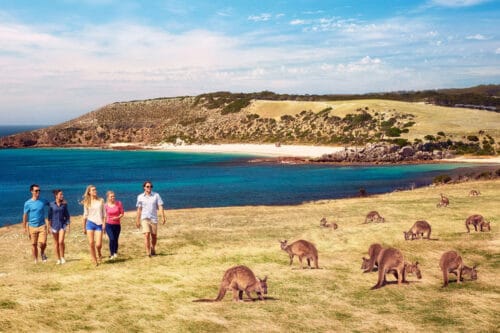 Il y a plus de kangourous que d’habitants en Australie. Vrai ou faux ? 