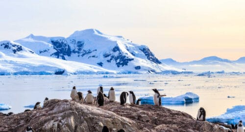 L'Antarctique est un continent situé dans le pôle Sud. Vrai ou faux ? 
