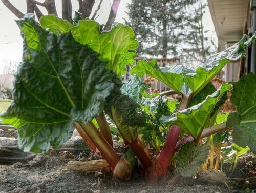 À quelle saveur la rhubarbe est-elle associée ? 