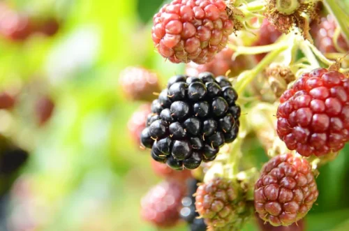 De quelle plante la mûre sauvage est-elle le fruit ? 