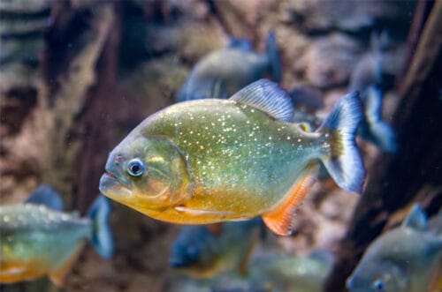 Dans quelle région du monde vivent la majorité des poissons piranhas ? 