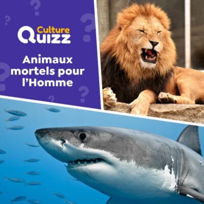 Quels sont les animaux qui tuent le plus les hommes - quiz