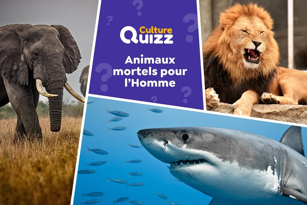 Quiz : Classez les animaux les plus mortels pour l'Homme - Quels sont les animaux qui tuent le plus les hommes - quiz