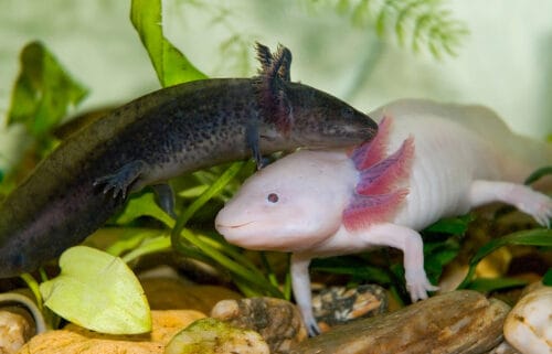 D’où est originaire l’animal aquatique nommé l’axolotl ? 