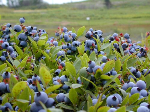 Comment est appelé ce fruit proche de la myrtille ? 