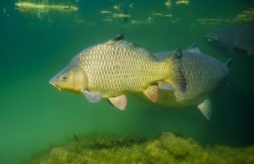 Quel est le nom de cette espèce de poisson en photo ? 