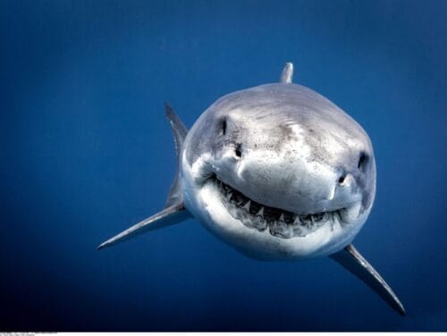 Le requin est l’animal le plus dangereux pour l’homme. Vrai ou faux ? 