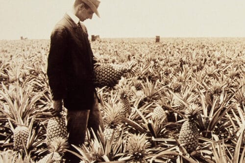 Quel américain ayant donné son nom à son entreprise, fut surnommé le “roi de l’ananas” pour avoir développé la culture de l’ananas en boîte à Hawaï ? 
