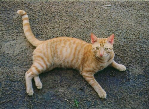 Quel nom porte la robe d’un chat communément appelé chat tigré ? 