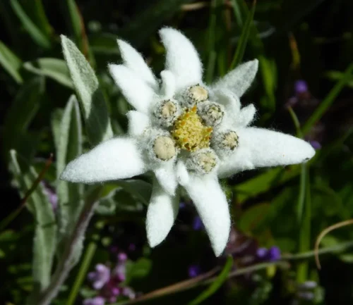 Quel est le genre grammatical de la plante nommée Edelweiss ? 