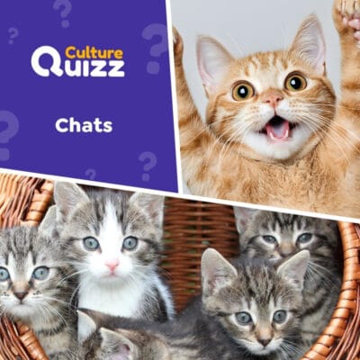 Quiz animaux sp&eacute;cial Chats
