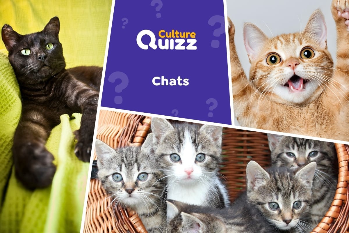 Quiz spécial Chats #2 - Quiz animaux spécial Chats
