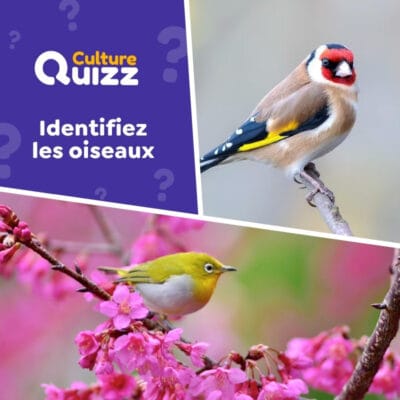 Quiz animaux : identifiez les oiseaux en photo