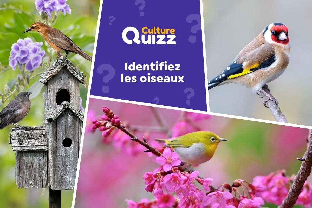 Quiz : Identifiez les Oiseaux en Photos - Quiz animaux : identifiez les oiseaux en photo
