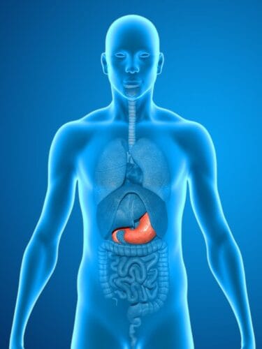Quel organe du corps humain est représenté en rouge sur l'image ? 