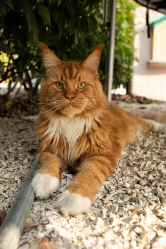Quelle est la race de ce chat ? 