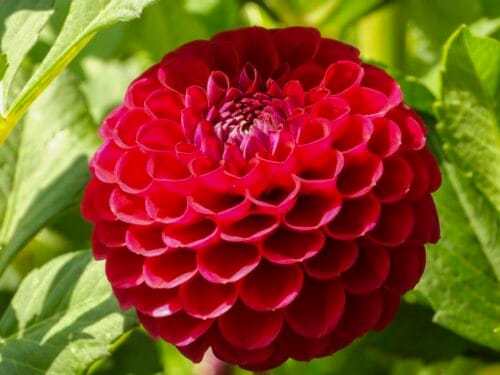 Quelle est la variété associée à la fleur en photo ? 