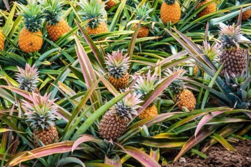 Un plant d’ananas ne peut généralement faire qu’un seul fruit. Vrai ou faux ? 
