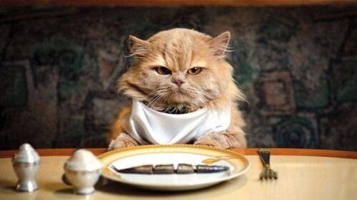 Lequel de ces aliments n’est PAS reconnu comme dangereux ou toxique pour les chats ? 