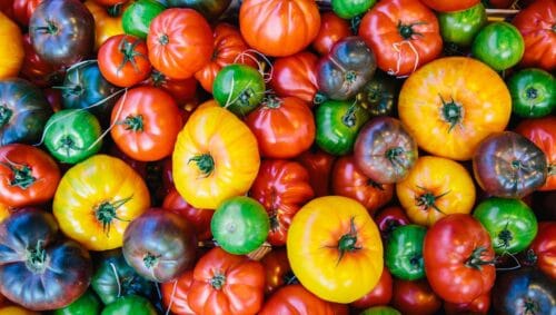 Parmi ces propositions, laquelle ne désigne pas une variété de tomates ? 