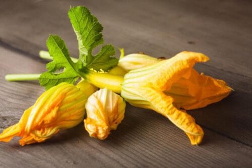 À quel légume appartient cette fleur qui se mange en beignet ? 
