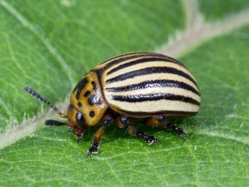 Quel est le nom de cet insecte en photo ? 