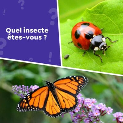 Quel insecte êtes-vous ? Faites le test
