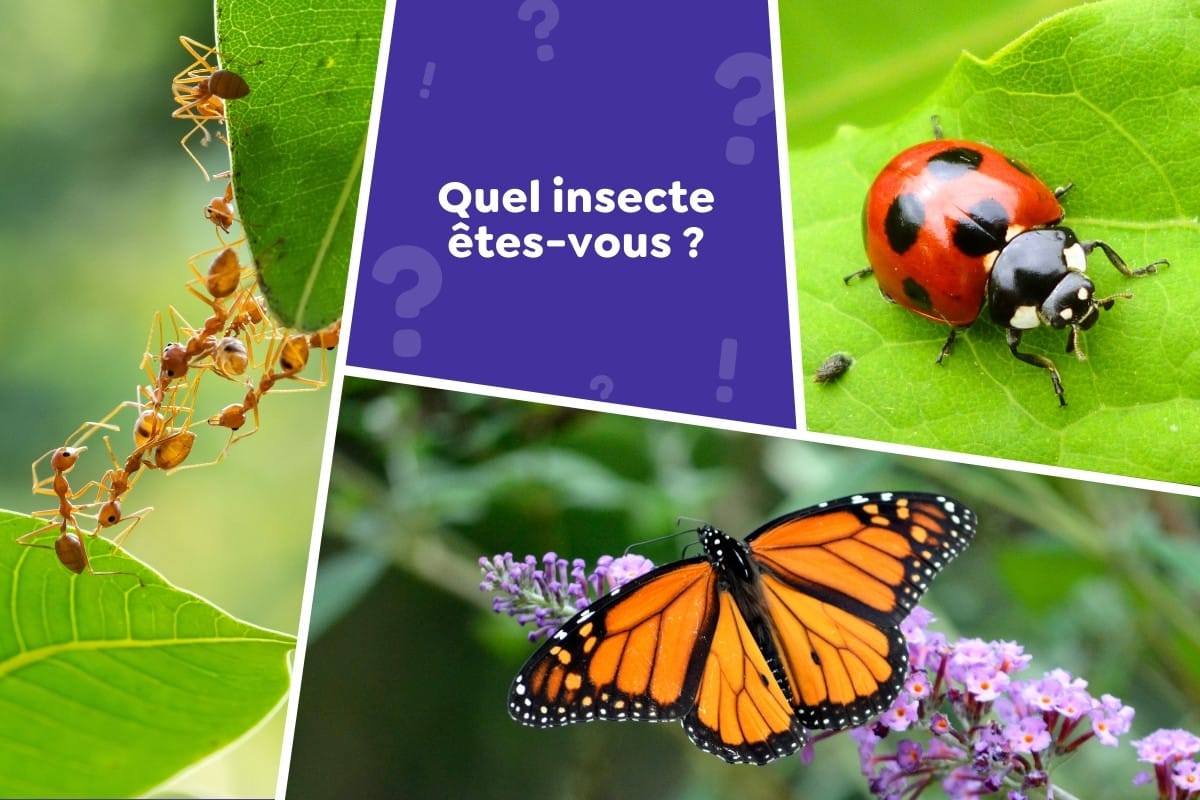 Quel insecte êtes-vous ? Faites le test