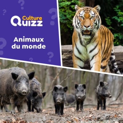 Quiz sur les animaux du monde : girafes, tigres, requins...