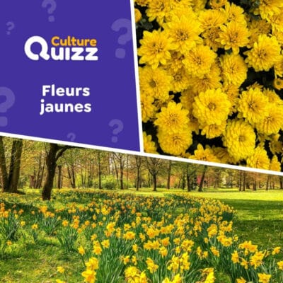 Quiz spécial sur les fleurs de couleur jaune