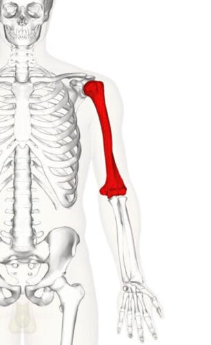 Quel os du corps humain est représenté en rouge sur cette image ? 