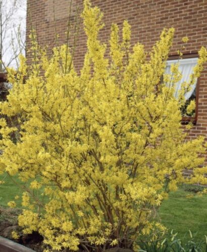 Quel est le nom du buisson qui possède ces petites fleurs jaunes ? 