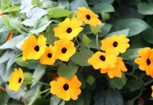 Quel prénom féminin est aussi connu comme une plante à fleurs jaunes nommée le thunbergia ? 