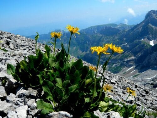 Quels sont les bienfaits de la plante à fleurs jaunes nommée arnica des montagnes ? 