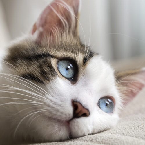 Quelle est la suite de ce célèbre proverbe : “À bon chat, ____” ? 