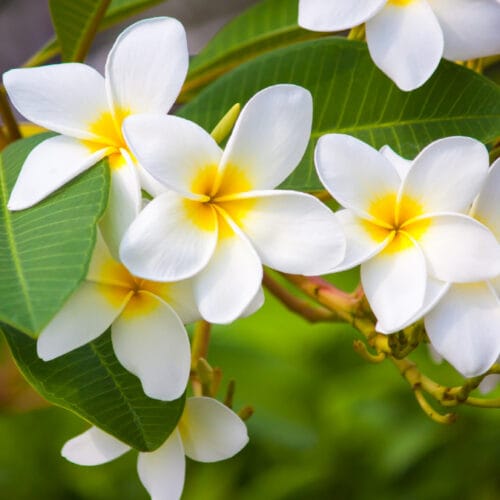 Quelle est la plante originaire du Mexique associée à ces fleurs généralement blanches et jaunes ? 