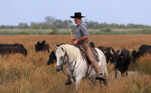 En Camargue, comment appelle-t-on un troupeau libre de taureaux ou de chevaux ? 
