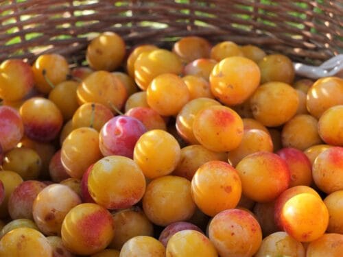 De quelle région de France la mirabelle est-elle la spécialité ? 