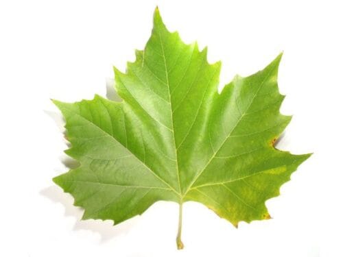 À quel arbre cette feuille est-elle associée ? 