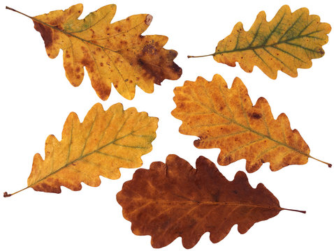 À quel arbre ces feuilles sont-elles associées ? 