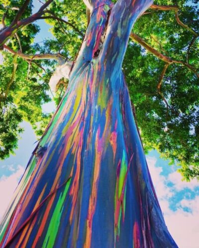 Quel arbre d’Asie du Sud-Est possède cette écorce arc-en-ciel ? 