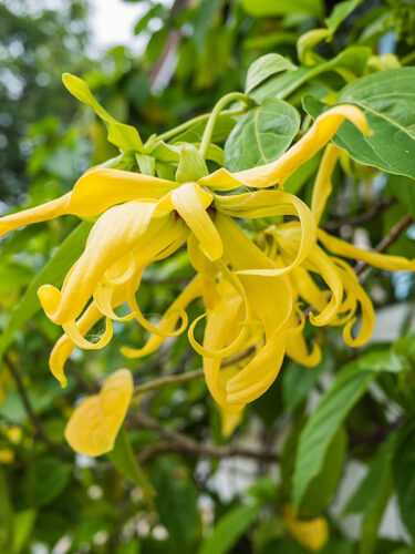 Lequel de ces arbres produit ce genre de fleurs ? 