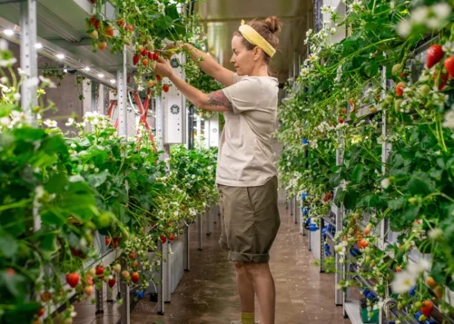 Quel est le nom donné à ce type de culture hors-sol où les plantes poussent sans terre, et nourries par de l'eau ou une solution nutritive ? 