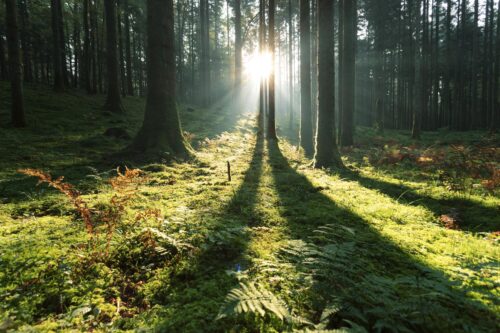 Une forêt décidue possède majoritairement des arbres dont les feuilles tombent chaque année. Vrai ou faux ? 