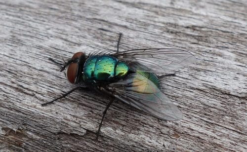 Cette phrase est-elle correcte : “Une abeille, une mouche, un insecte volant m’a dérangé durant le repas” : Vrai ou faux ? 