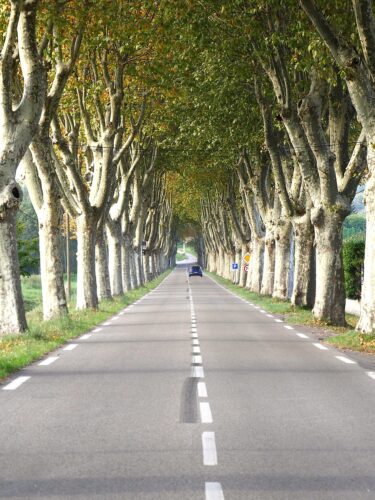 À qui doit-on l’initiative en France de planter des platanes le long des routes ? 