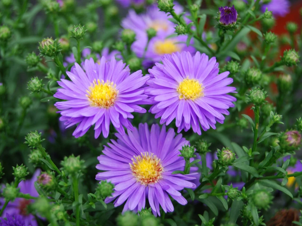 Quel est le nom de ces fleurs violettes ? 