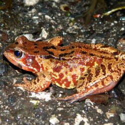 La grenouille rousse 